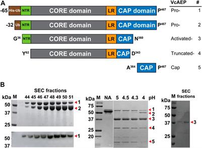 Site-Specific Protein Modifications by an Engineered Asparaginyl Endopeptidase from Viola canadensis